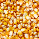 Corn